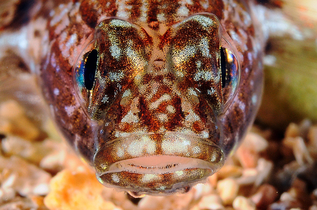 Gobius fallax by night